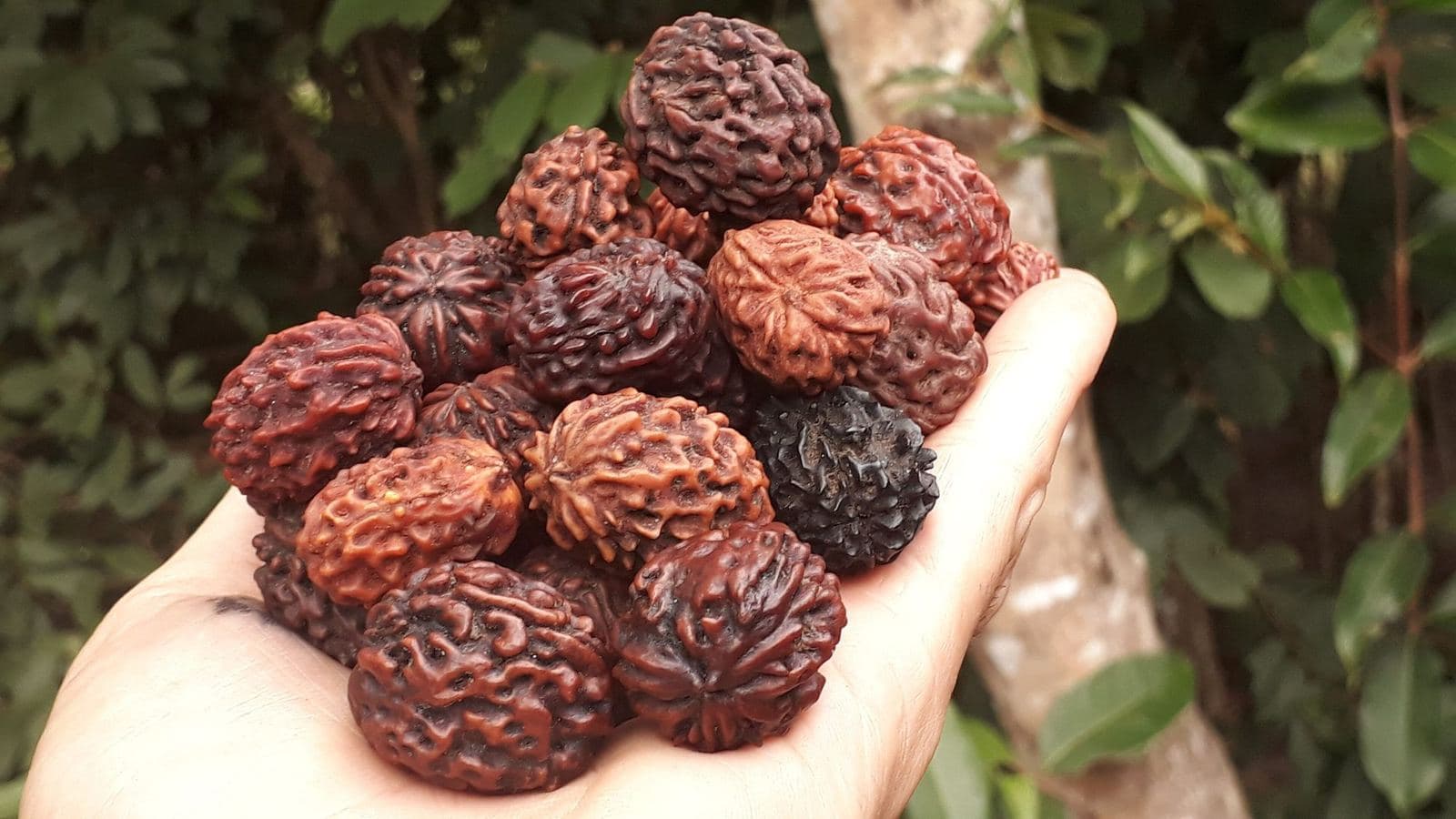 A cupped hand holding a dozen large Rudraksha beads, showing their size against the palm