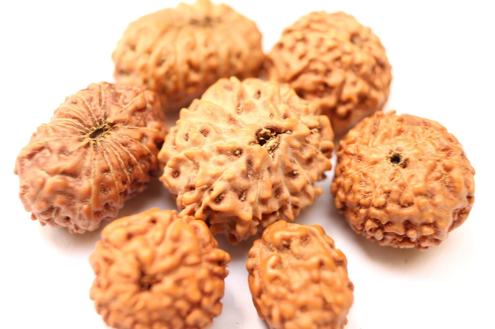 Five Rudraksha beads photographed close up, their ridged surfaces and mukhi lines clearly visible