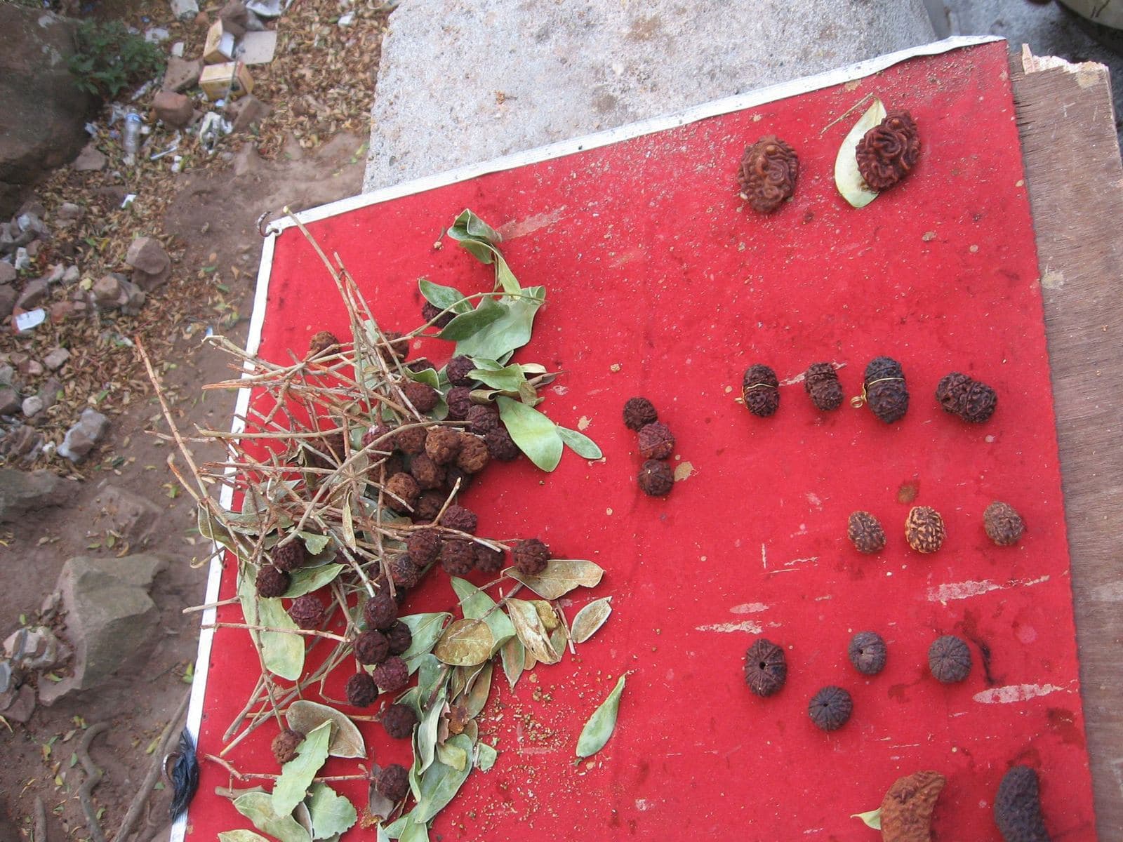 Rudraksha beads laid out in rows on a board for sorting, with leaves and stems set aside