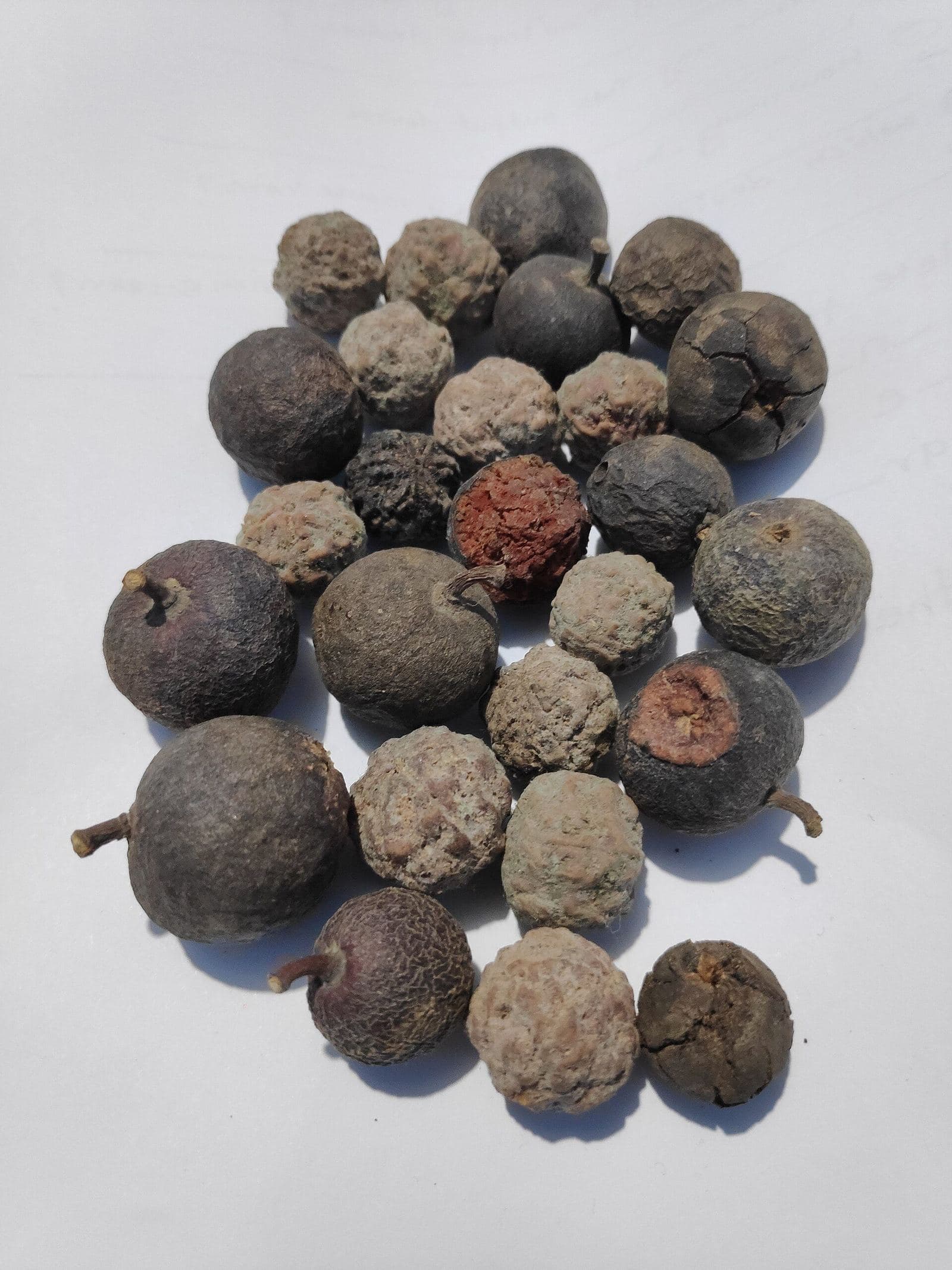 Dried Rudraksha fruits with the husk still on, as they look before cleaning