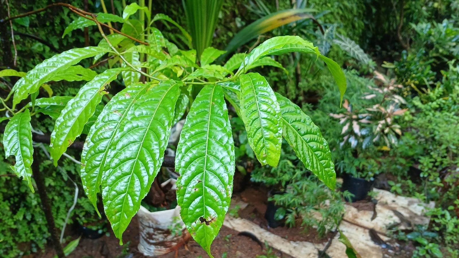 A young Rudraksha sapling growing in a garden