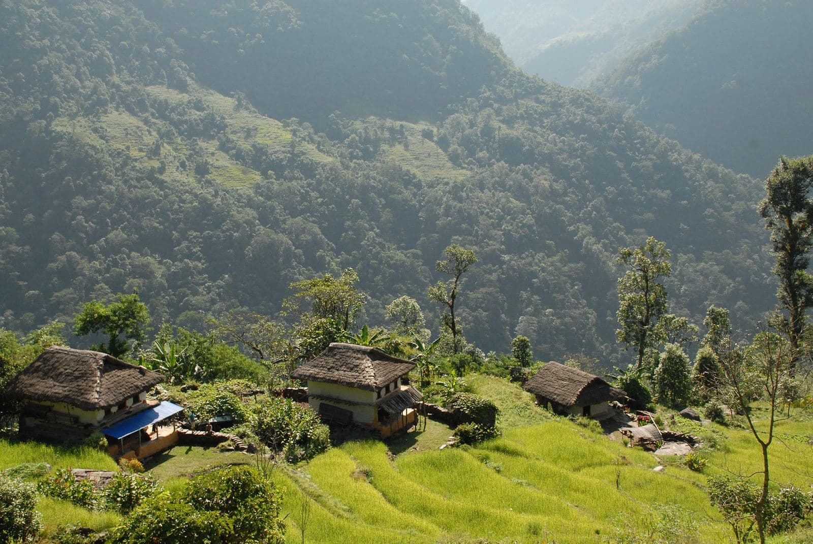 Stone and thatch houses among terraced fields on a forested hillside in the Arun valley